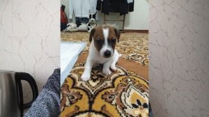 Как купить? и выбрать щенка???? | джек рассел терьер | мой опыт☑️