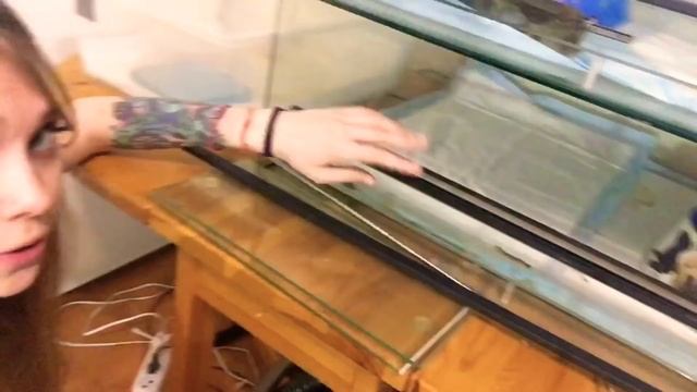 Малыши змей. Зачем имена рептилиям?