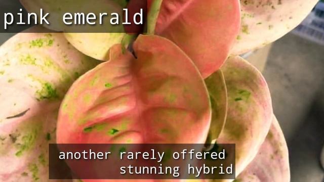 Top 10 Rarely offered Aglaonema varieties смотреть онлайн