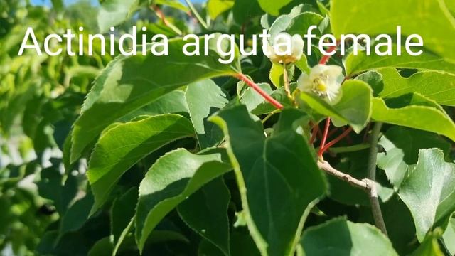 Hardy kiwi blossom (actinidia arguta) смотреть онлайн
