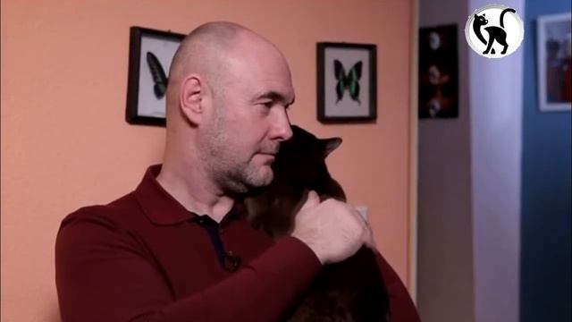 Американская бурма - кошки, которые любят сидеть на руках! смотреть онлайн