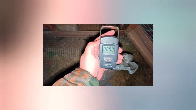 Взвешивание уток тяжёлая линия красный бык, изумруд, белая.Селекция мускусных уток. смотреть онлайн