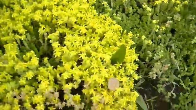 Коп чудесных монет на поле в идеальном состоянии. смотреть онлайн