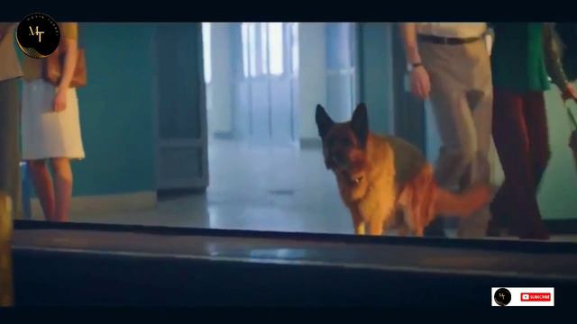 এ এক নিঃশ্বার্থ ভালোবাসার গল্প | a dog name palma 2021 movie explanation in bangla | смотреть онлайн