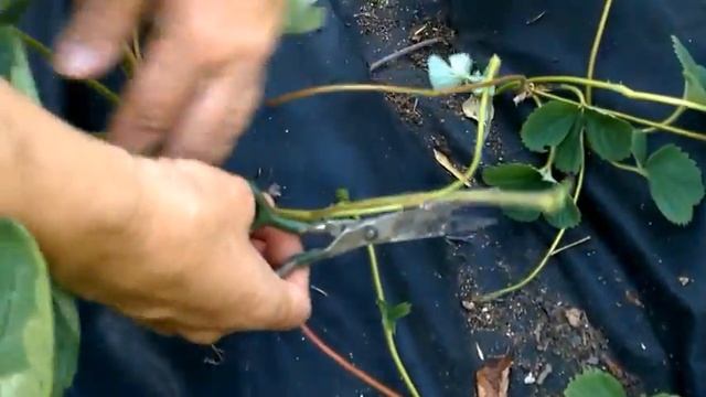 КАК РАЗМНОЖИТЬ КЛУБНИКУ УСАМИ НА АГРОВОЛОКНЕ / Органическое земледелие смотреть онлайн