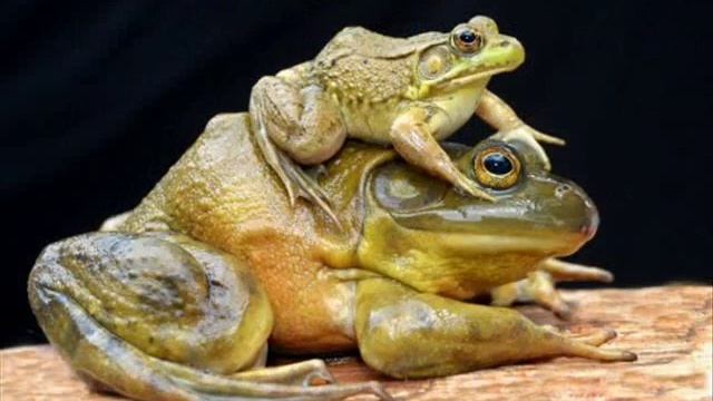 Самые необыкновенные животные на планете смотреть онлайн