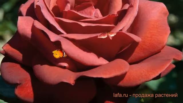 Роза чайно-гибридная Мейян Терракота ? обзор: как сажать, саженцы розы Мейян Терракота смотреть онлайн