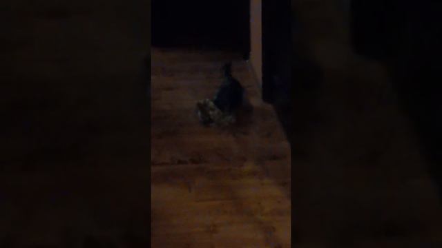 Йорк Матильда- невероятная собачка