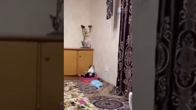 пук / сознание смотреть онлайн