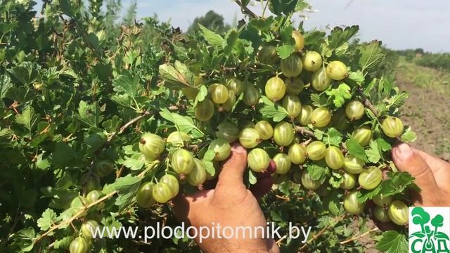 Крыжовник сорт Кельтайнен смотреть онлайн