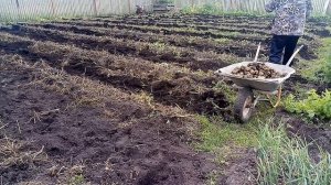 Копаем картофель 2021.