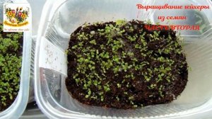ГЕЙХЕРА ИЗ СЕМЯН ЧАСТЬ ВТОРАЯ и золотое правило !!! Рассада гейхеры ,что ей нужно ? Какой уход ?