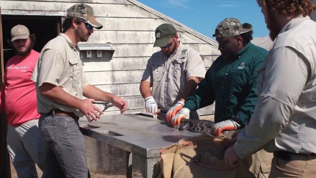 Louisiana Alligator Traceability смотреть онлайн