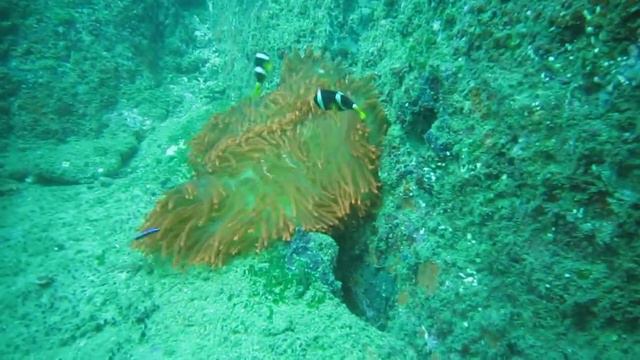 Clownfish with Anemone in Current @ Unawatuna Reef Wreck смотреть онлайн