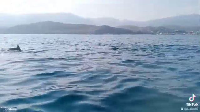 Крым, море, дельфины смотреть онлайн