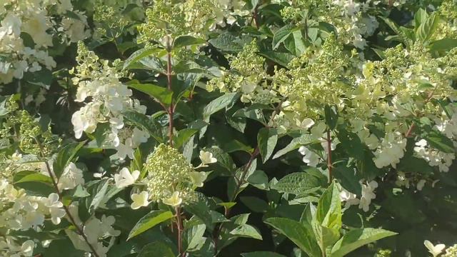 Hortenzija šluotelinė (Hydrangea paniculata) ‘Candlelight’ смотреть онлайн