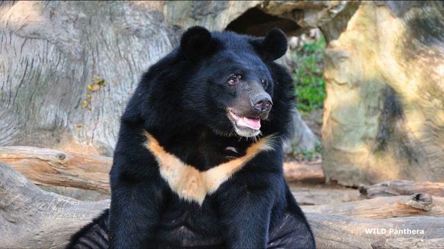 All Bear Species || Different Types Of Bear смотреть онлайн