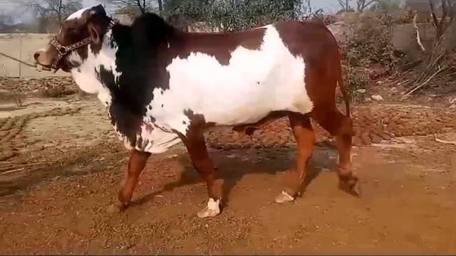 qurbani collection qurbani update 2k24 #affanshah #livestock #darifarm #farming #qurbani #farm смотреть онлайн