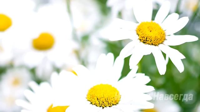 Настя спешила на поезд, как вдруг на своем пути она увидела цыганку… смотреть онлайн