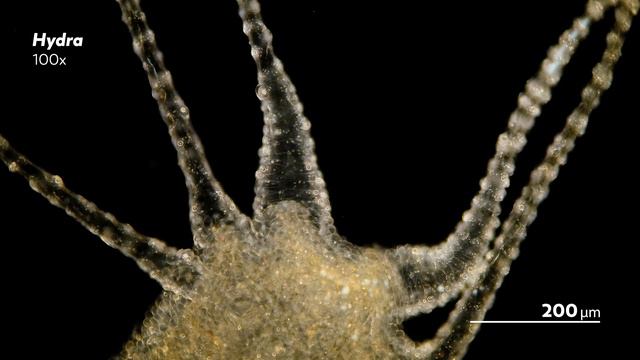 The Beautiful, Brutal Tentacles of Hydra смотреть онлайн