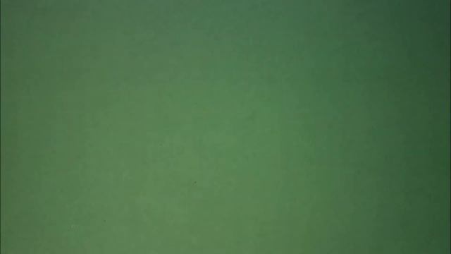 Тюльпан Биберштейна смотреть онлайн