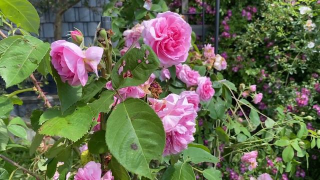 Rosenportrait Englische Rose "Gertrude Jekyll" смотреть онлайн