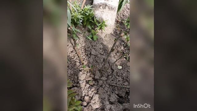 Один из способов помочь проснуться розам и развить корневую систему. смотреть онлайн