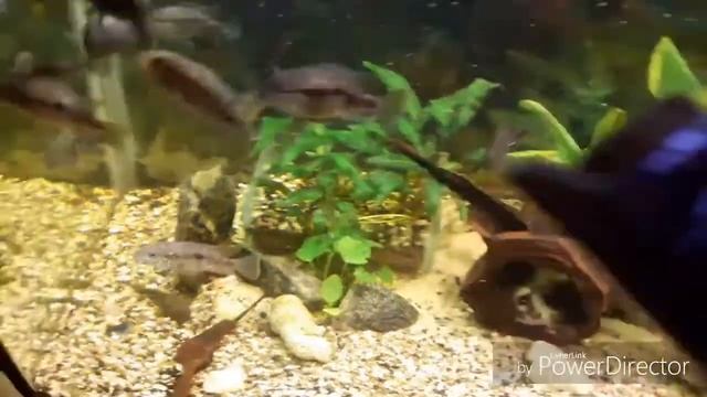 Подростки бирюзовой акары ( Чем я кормлю своих акарят ! ) смотреть онлайн