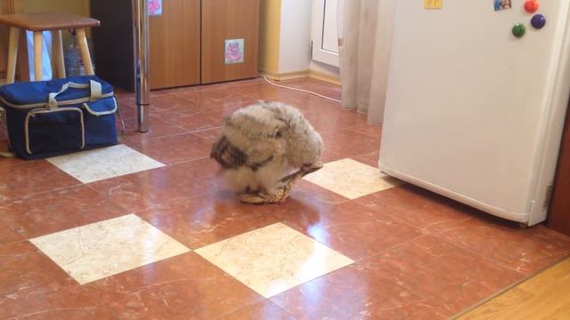 Филин Варя и лапоть смотреть онлайн