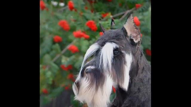 цверги "минимакс" смотреть онлайн