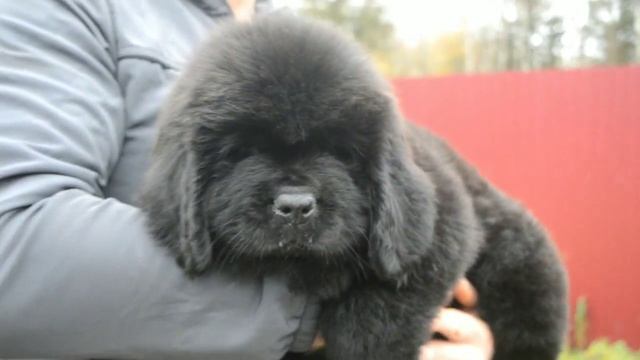 ❤️ Чаровница Моей Души ❤️ 6 недель ньюфаундленд смотреть онлайн