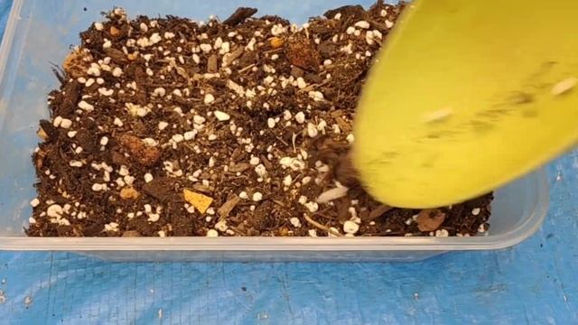 How to propagate stapelia seeds successfully | bikolanahardinera #stapelia #propagation #seeds смотреть онлайн