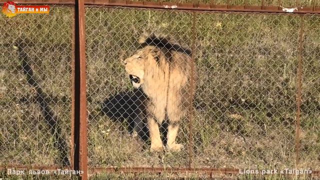 Разорваться между прайдами - птенчики или кисюни? Львы. Тайган. Lions Life In Taigan.