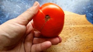 Томат Спрут томатное дерево