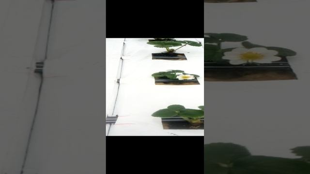 клубника на минеральной вате.3gp