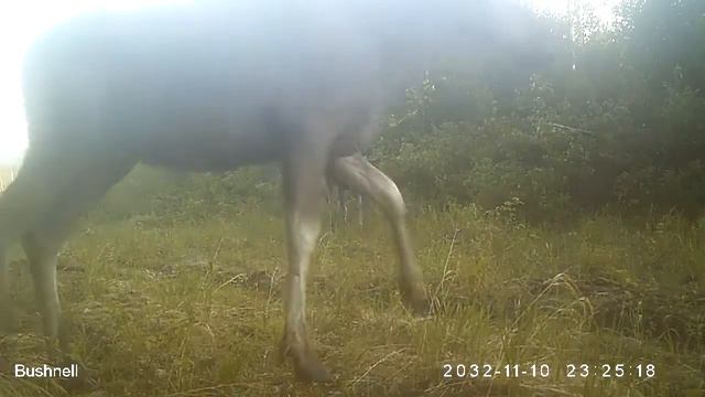 Лоси 01 06 16 ч. 3 Висимский заповедник смотреть онлайн