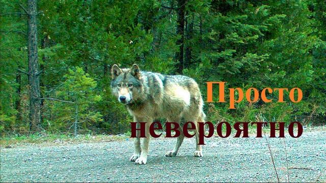 Просто невероятно.. (история-рассказ)