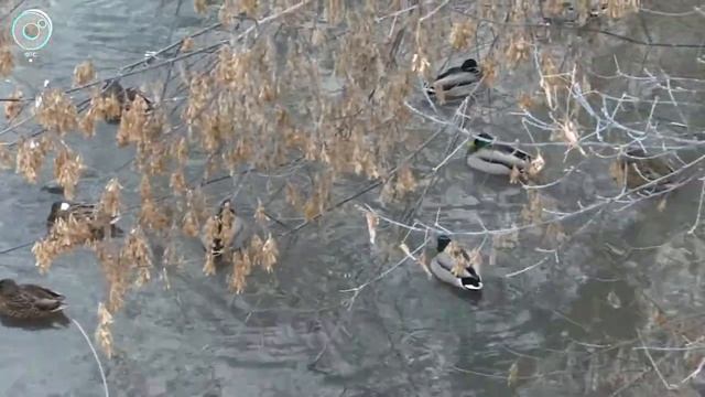 Почему перелётные птицы остались на зимовку в Сибири? смотреть онлайн