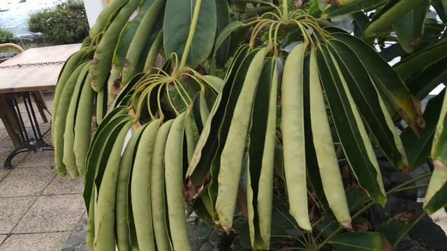 Do not eat Octopus Tree (Schefflera actinophylla) fruits смотреть онлайн