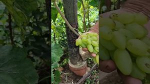 Сорта  винограда Калугина