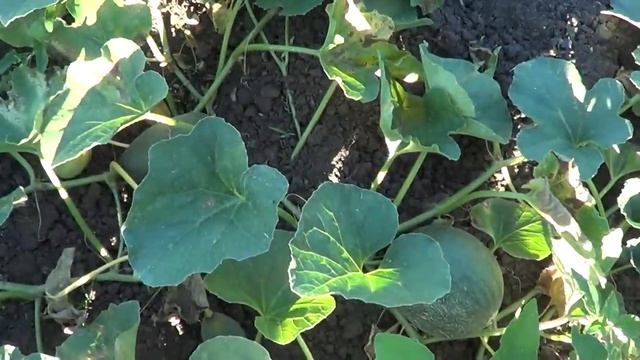 ОБИДЕЛАСЬ И НЕ РАЗГОВАРИВАЕТ / БАКЛАЖАНЫ В КЛЯРЕ / ЭТО ОЧЕНЬ ОПАСНО смотреть онлайн