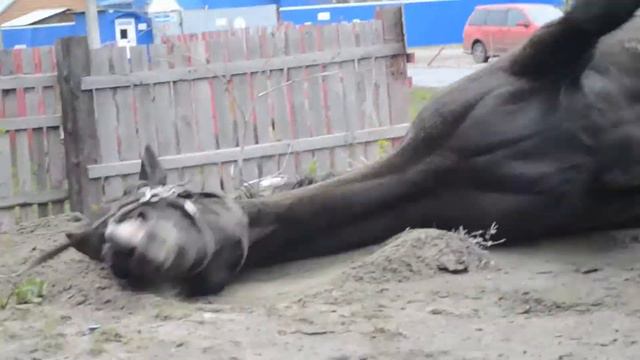 Сальвадор смотреть онлайн