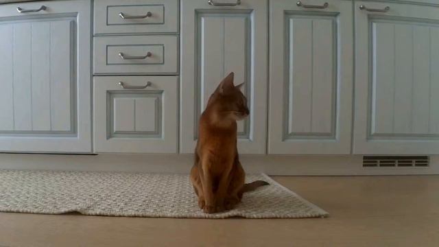 Timelapse Abyssinian Cat - 15 Min Without Moving