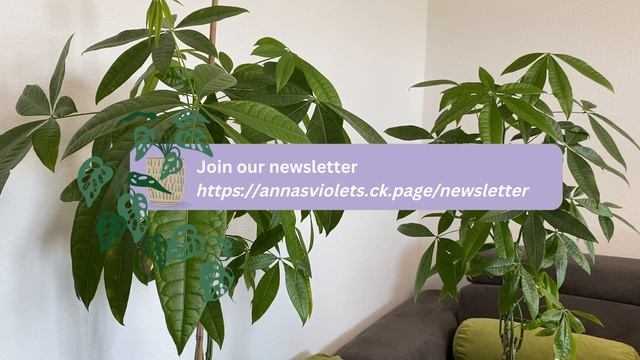 How to Grow BIG LEAVES on Money Tree | Why My Pachira is Not Growing смотреть онлайн