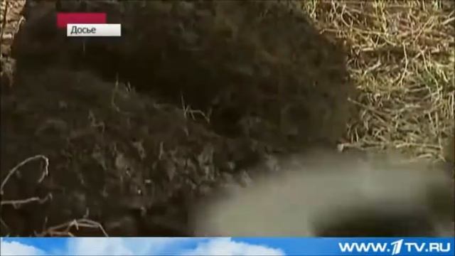 "Удар" по кладоискательству смотреть онлайн