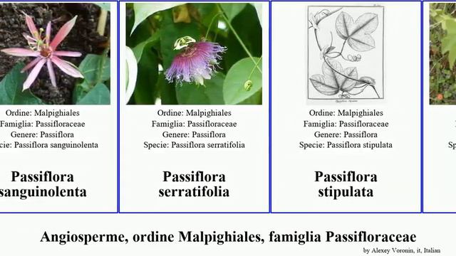 Angiosperme, ordine Malpighiales, famiglia Passifloraceae angiosperms lutea andina acuminata alata смотреть онлайн