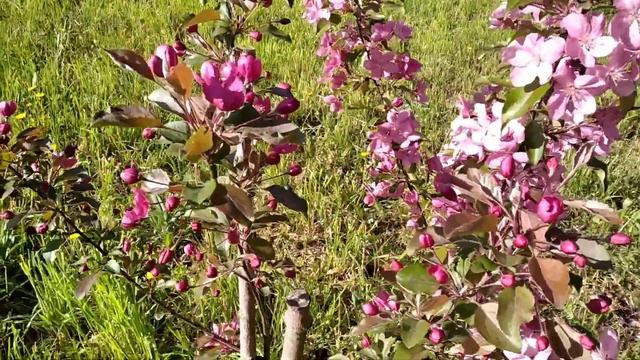 16мая-2июня2022. Декоративные яблони.Роялти,Рудольф,Профьюжн.Сакура средней полосы.Вандалы воруют. смотреть онлайн