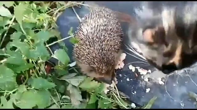 Удивительное рядом. Кот и еж смотреть онлайн