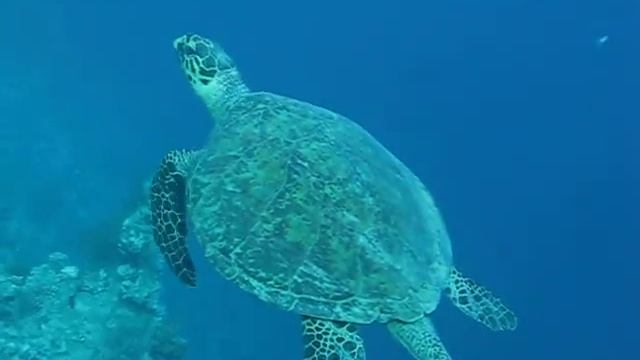 Красноморская зеленая черепаха 1 смотреть онлайн