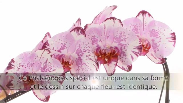 Formidablo Magic Art смотреть онлайн